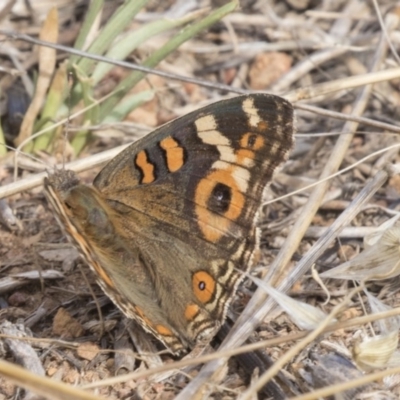 Junonia villida (Meadow Argus) at Mount Rogers - 12 Mar 2019 by AlisonMilton