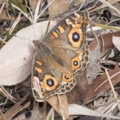 Junonia villida (Meadow Argus) at Melba, ACT - 12 Mar 2019 by AlisonMilton
