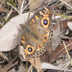 Junonia villida at Melba, ACT - 12 Mar 2019 10:56 AM