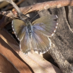 Theclinesthes serpentata (Saltbush Blue) at Mount Rogers - 12 Mar 2019 by AlisonMilton