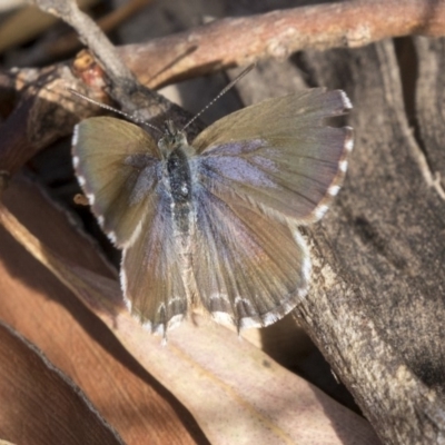 Theclinesthes serpentata (Saltbush Blue) at Mount Rogers - 12 Mar 2019 by AlisonMilton