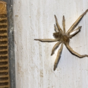 Sparassidae (family) at Higgins, ACT - 6 Mar 2019 09:35 AM