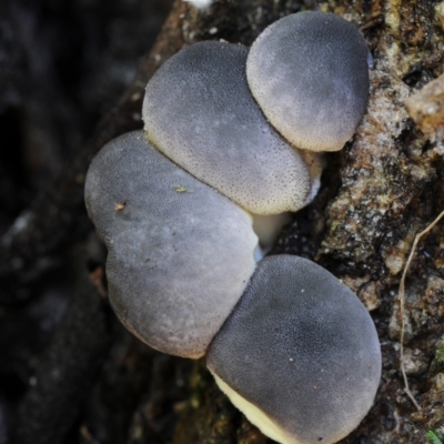 Lycoperdon subincarnatum (Ruddy Puffball) at Box Cutting Rainforest Walk - 17 Feb 2019 by Teresa