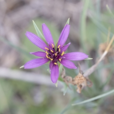 Tragopogon porrifolius subsp. porrifolius (Salsify, Oyster Plant) at Mount Rogers - 12 Mar 2019 by AlisonMilton