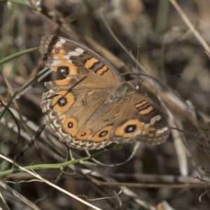 Junonia villida at Flynn, ACT - 12 Mar 2019