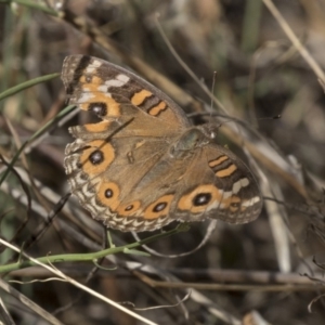 Junonia villida at Flynn, ACT - 12 Mar 2019 09:23 AM