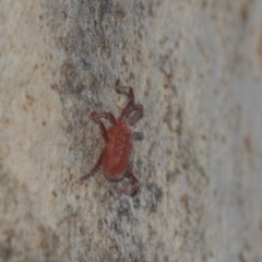 Rainbowia sp. (genus) (A mite) at Mount Rogers - 11 Mar 2019 by AlisonMilton