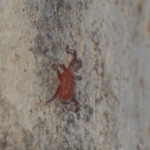 Rainbowia sp. (genus) at Fraser, ACT - 12 Mar 2019