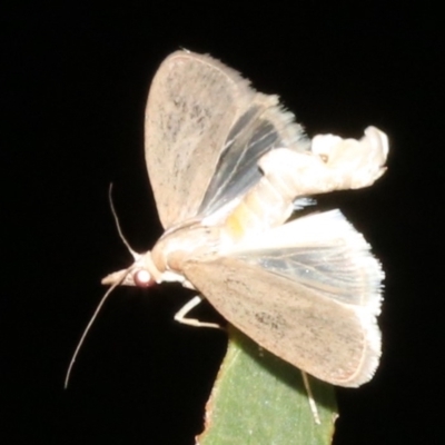 Unidentified Concealer moth (Oecophoridae) at Guerilla Bay, NSW - 15 Mar 2019 by jb2602