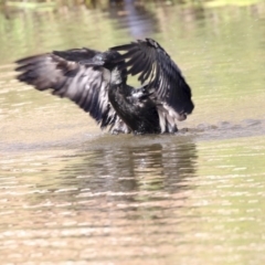 Phalacrocorax sulcirostris (Little Black Cormorant) at Belconnen, ACT - 12 Mar 2019 by Alison Milton