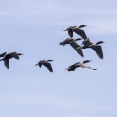 Phalacrocorax sulcirostris at Belconnen, ACT - 12 Mar 2019