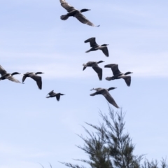 Phalacrocorax sulcirostris at Belconnen, ACT - 12 Mar 2019