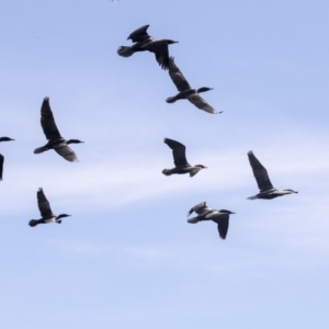 Phalacrocorax sulcirostris at Belconnen, ACT - 12 Mar 2019