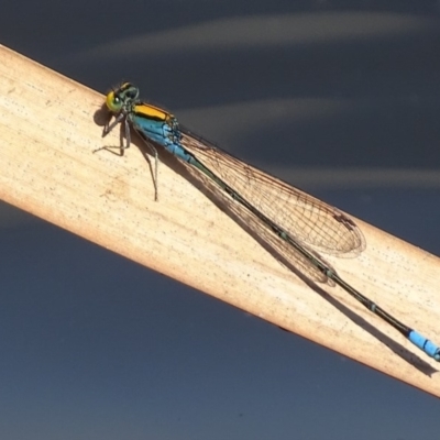 Pseudagrion aureofrons (Gold-fronted Riverdamsel) at Fyshwick, ACT - 15 Mar 2019 by roymcd