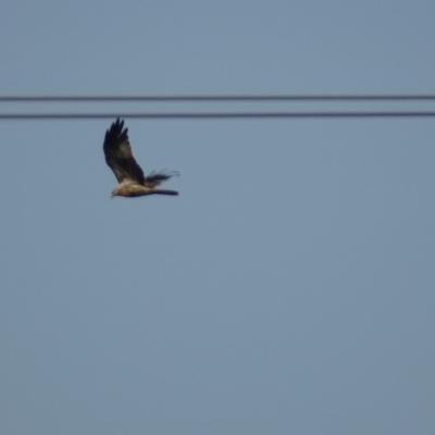 Haliastur sphenurus (Whistling Kite) at Fyshwick, ACT - 12 Mar 2019 by roymcd