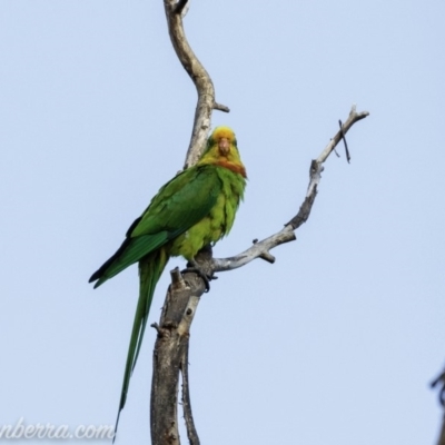 Polytelis swainsonii (Superb Parrot) at Federal Golf Course - 15 Mar 2019 by BIrdsinCanberra