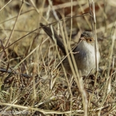Malurus cyaneus (Superb Fairywren) at Red Hill, ACT - 16 Mar 2019 by JonSteinbeck