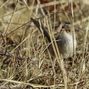 Malurus cyaneus at Red Hill, ACT - 16 Mar 2019 08:06 AM