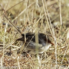 Malurus cyaneus at Red Hill, ACT - 16 Mar 2019 08:06 AM