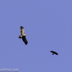 Aquila audax (Wedge-tailed Eagle) at Red Hill, ACT - 16 Mar 2019 by JonSteinbeck