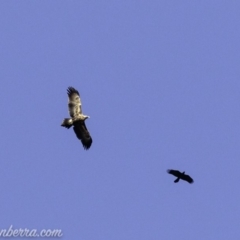 Aquila audax (Wedge-tailed Eagle) at Red Hill, ACT - 16 Mar 2019 by BIrdsinCanberra