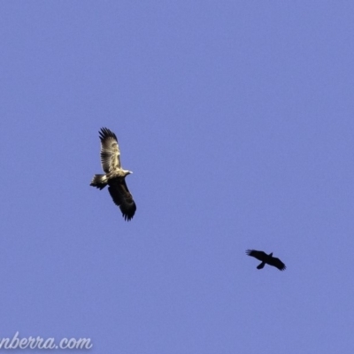 Aquila audax (Wedge-tailed Eagle) at Red Hill, ACT - 16 Mar 2019 by JonSteinbeck