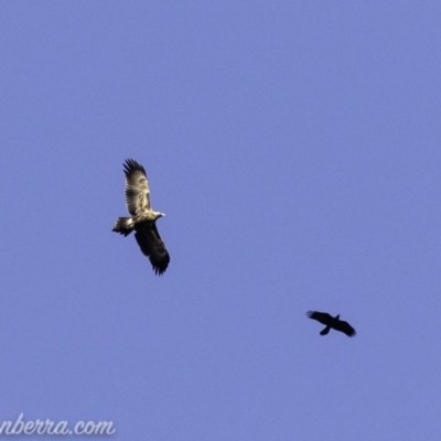 Aquila audax (Wedge-tailed Eagle) at Red Hill, ACT - 16 Mar 2019 by BIrdsinCanberra