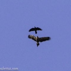 Aquila audax at Red Hill, ACT - 16 Mar 2019 09:08 AM