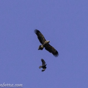 Aquila audax at Red Hill, ACT - 16 Mar 2019 09:08 AM