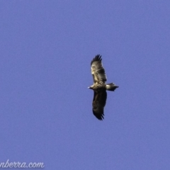 Aquila audax at Red Hill, ACT - 16 Mar 2019 09:08 AM