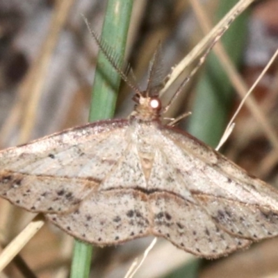 Zeuctophlebia squalidata (Forest Heath Moth) at Guerilla Bay, NSW - 15 Mar 2019 by jbromilow50