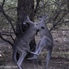 Macropus giganteus (Eastern Grey Kangaroo) at Federal Golf Course - 15 Mar 2019 by BIrdsinCanberra