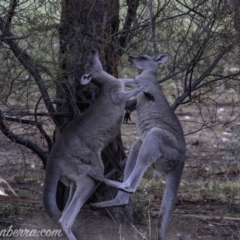 Macropus giganteus (Eastern Grey Kangaroo) at Federal Golf Course - 16 Mar 2019 by JonSteinbeck