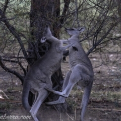 Macropus giganteus (Eastern Grey Kangaroo) at Hughes, ACT - 16 Mar 2019 by BIrdsinCanberra