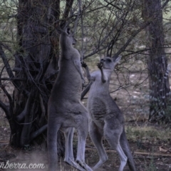 Macropus giganteus at Hughes, ACT - 16 Mar 2019