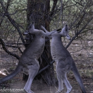 Macropus giganteus at Hughes, ACT - 16 Mar 2019