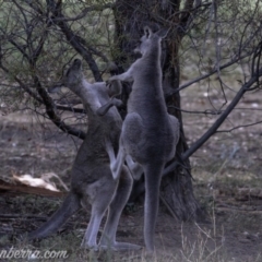 Macropus giganteus at Hughes, ACT - 16 Mar 2019