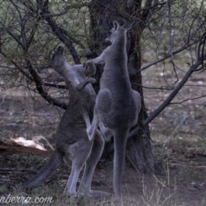 Macropus giganteus at Hughes, ACT - 16 Mar 2019