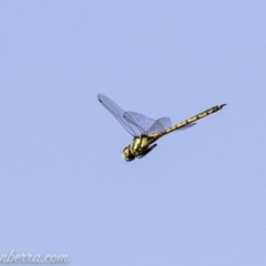 Hemicordulia tau (Tau Emerald) at Red Hill, ACT - 15 Mar 2019 by BIrdsinCanberra