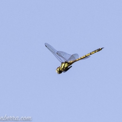 Hemicordulia tau (Tau Emerald) at Red Hill, ACT - 16 Mar 2019 by BIrdsinCanberra