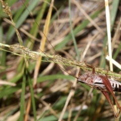 Conocephalus sp. (genus) (A Tussock Katydid) at Guerilla Bay, NSW - 15 Mar 2019 by jbromilow50