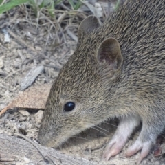 Isoodon obesulus obesulus (Southern Brown Bandicoot) at Paddys River, ACT - 13 Jan 2019 by roymcd