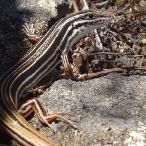 Ctenotus taeniolatus at Isaacs Ridge - 3 Nov 2018 01:30 PM