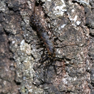 Scutigeridae (family) (A scutigerid centipede) at Guerilla Bay, NSW - 15 Mar 2019 by jb2602