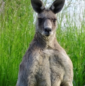 Macropus giganteus at Fyshwick, ACT - 17 Nov 2018