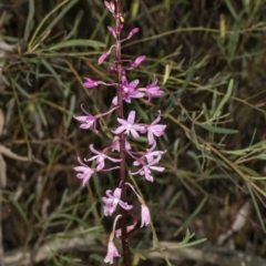 Dipodium roseum (Rosy Hyacinth Orchid) at Crace, ACT - 17 Dec 2018 by DerekC