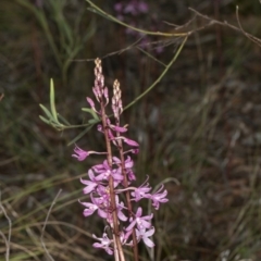 Dipodium roseum (Rosy Hyacinth Orchid) at Crace, ACT - 17 Dec 2018 by DerekC