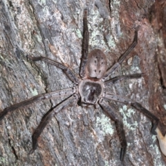 Isopeda sp. (genus) (Huntsman Spider) at Guerilla Bay, NSW - 15 Mar 2019 by jbromilow50