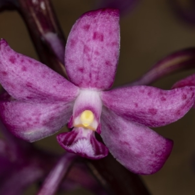 Dipodium roseum (Rosy Hyacinth Orchid) at Crace, ACT - 18 Dec 2018 by DerekC