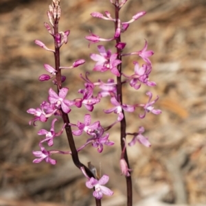 Dipodium roseum at Crace, ACT - 18 Dec 2018